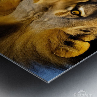 The King. Lion