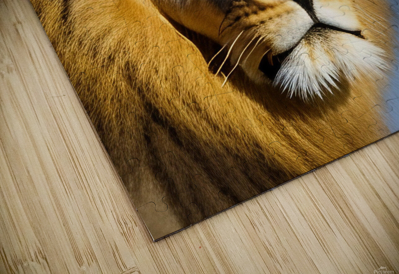 The King. Lion