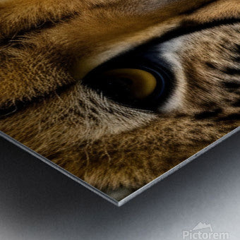 The Approach. Tiger.